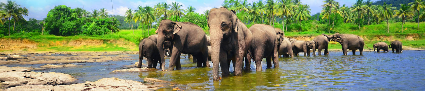 Volledig Verzorgde Reizen naar Sri Lanka